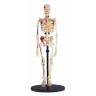 مجسم الهيكل العظمي 24سم مجسم الهيكل العظمي 24سم