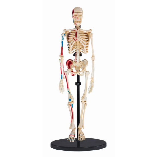 مجسم الهيكل العظمي 24سم عدد 37 قطعة مجسم الهيكل العظمي 24سم عدد 37 قطعة